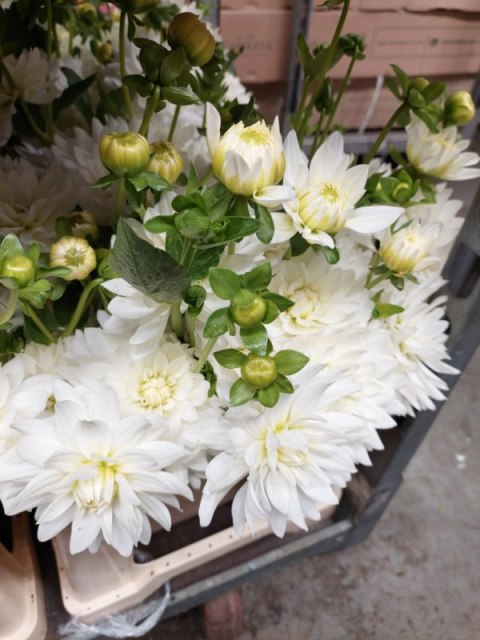PL Dalia biała rozetowa 40/45cm - Polska
