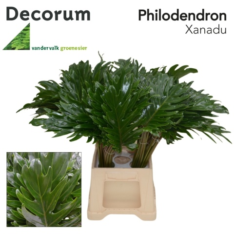 Philod Xanadu 50cm - D