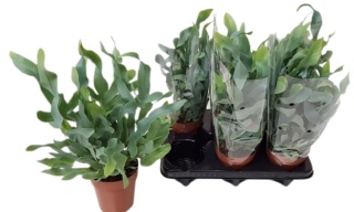 Phlebodium 'Blue Star' 40cm/d12 - S
