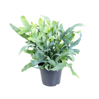 Phlebodium 'Blue Star' 40cm/d12 - S