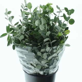 Pitto Ralfi 50cm/400G - D