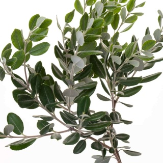Pitto Ralfi 50cm/200g - D