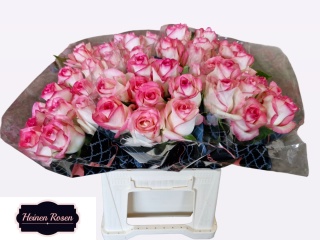 R GR JUMILIA 40cm - D