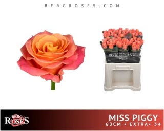 R GR MISS PIGGY+ Extra 60cm - D