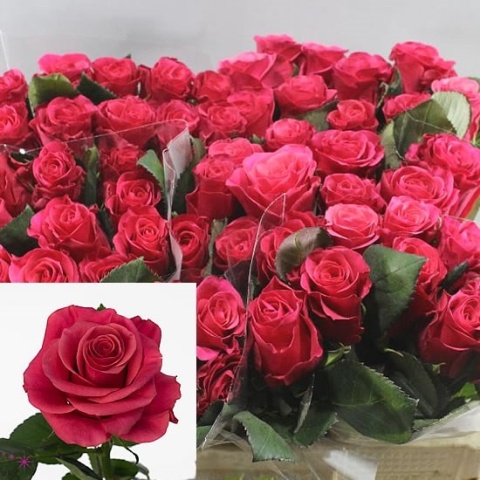 R GR PINK TACAZZI+ 40cm - D