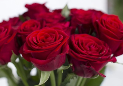 R GR RED NAOMI! 3-3 40cm - D