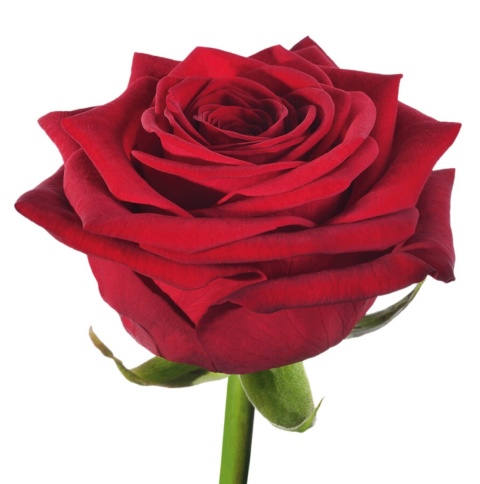 R GR RED NAOMI! 3-3 40cm - D