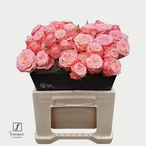 R TR FIRST DATE VOF Extra 40cm - D