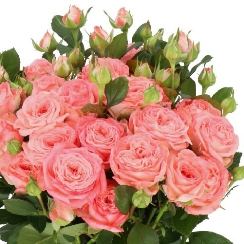 R TR FIRST DATE VOF Extra 40cm - D