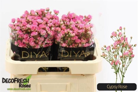 R TR GYPSY ROSE 50cm - D