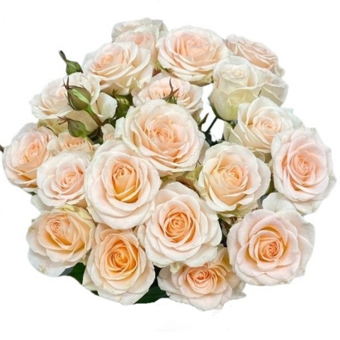 R TR MORNING STAR Extra 60 cm - D