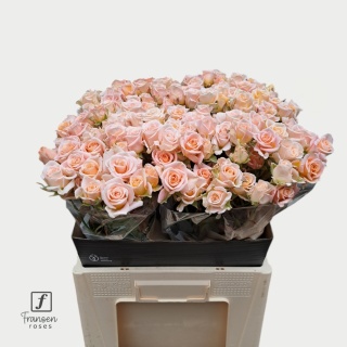 R TR MORNING STAR Extra 60 cm - D