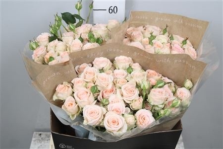 R TR MORNING STAR Extra 60 cm - D