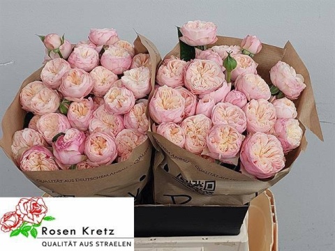 TR ROYAL BLUSH 40cm - D