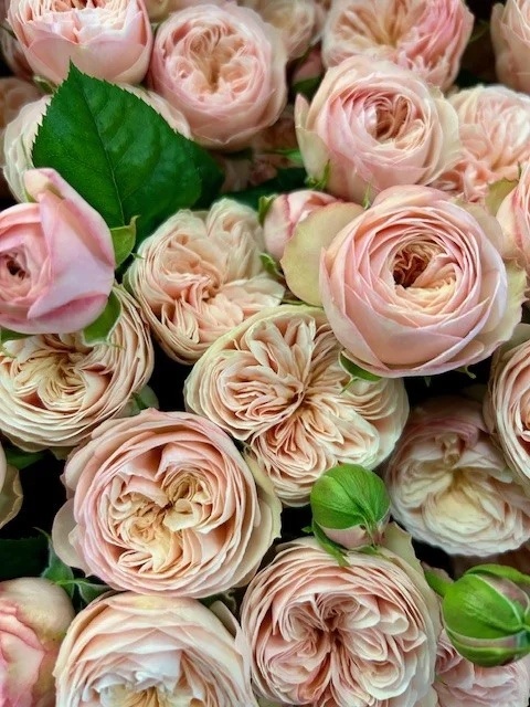 TR ROYAL BLUSH 40cm - D