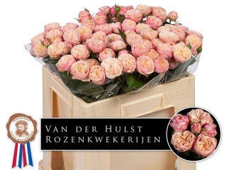 R TR ROYAL BLUSH Extra 50cm - D