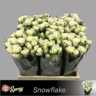 R TR SNOWFLAKE 40cm - D