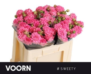 R TR SWEETY Extra 50cm - D