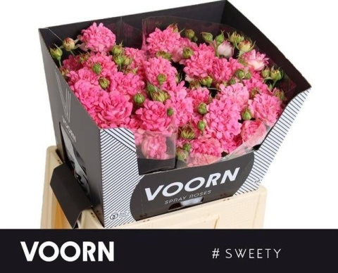 R TR SWEETY Extra 50cm - D