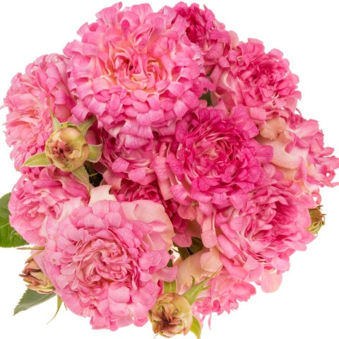 R TR SWEETY Extra 50cm - D