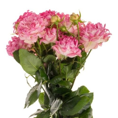 R TR SWEETY Extra 50cm - D