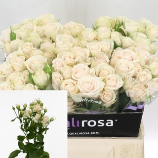 R TR Super Bubbles 50cm - D