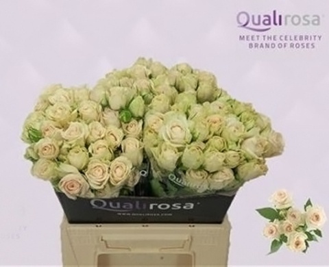 R TR Super Bubbles 50cm - D