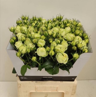 R TR WEDDING PIANO 60cm - D