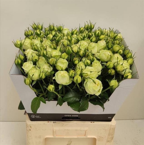 R TR WEDDING PIANO 60cm - D