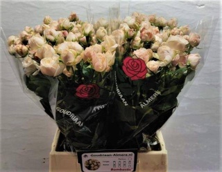 R Tr BOMBASTIC 50cm - S