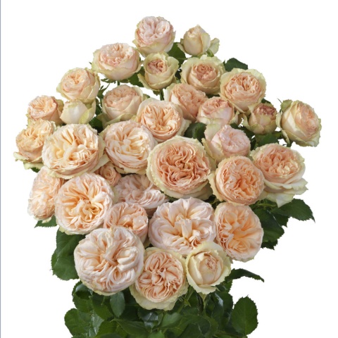 R Tr Gentle Trendsetter 60cm - PROMO