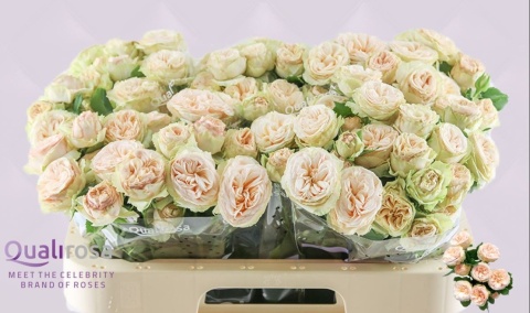 R Tr Gentle Trendsetter 60cm - PROMO