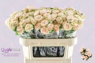 R Tr Gentle Trendsetter 60cm - PROMO