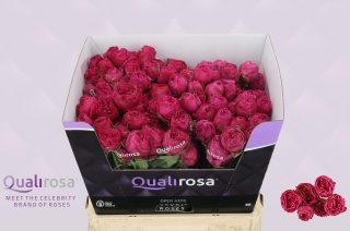 R Tr Hot Pink Lace 60cm - D