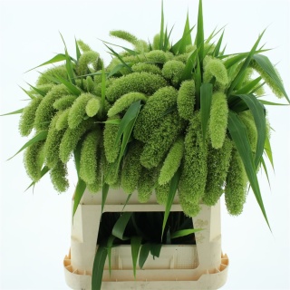 SETARIA IT VOLL MELK 75cm - D