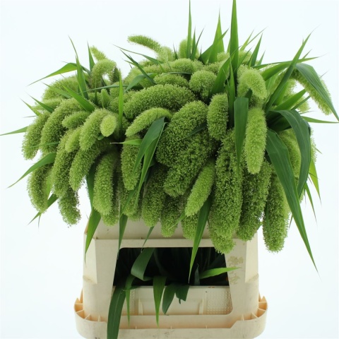 SETARIA IT VOLL MELK 75cm - D
