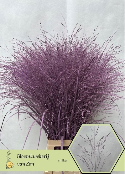 SIERGR OV Milka KLB H% 95cm - D