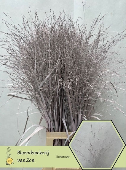 SIERGR OV Light Rose KLB H% 95cm - D