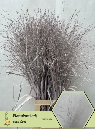 SIERGR OV Light Rose KLB H% 95cm - D