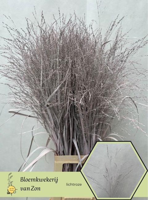 SIERGR OV Light Rose KLB H% 95cm - D