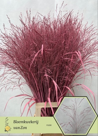 SIERGR OV Rose KLB H% 95cm - D