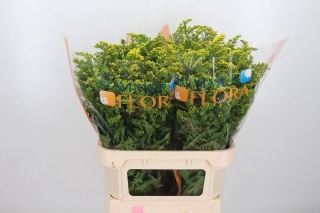 SOLI CARZAN GLORY 80cm/35G - D