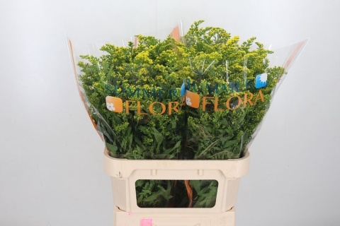 SOLI CARZAN GLORY 80cm/35G - D