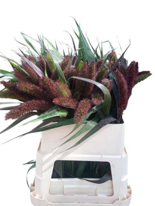 Setaria It Red Jewel 80cm - D