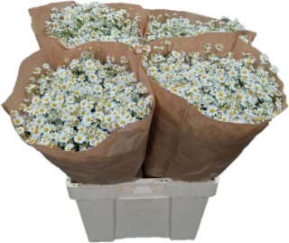 TANA PA SINGLE VEGMO 60cm/600G - D