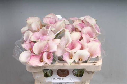 ZANT BLUSHING LADY 55cm - D