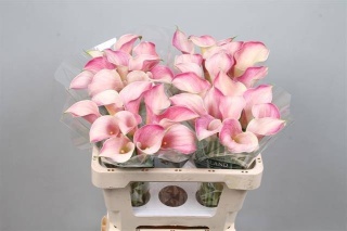 ZANT BLUSHING LADY 55cm - D