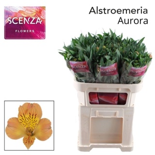 ALSTR AURORA 75cm - D