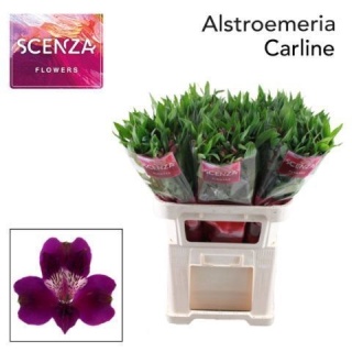 ALSTR CARLINE 75cm - D