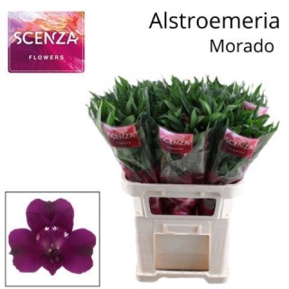 ALSTR MORADO 75cm - D
